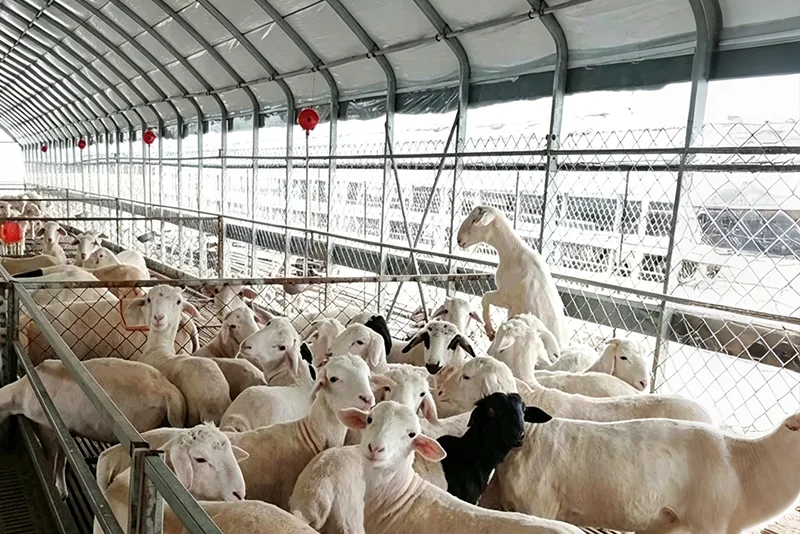 Gewächshäuser für Nutztiere