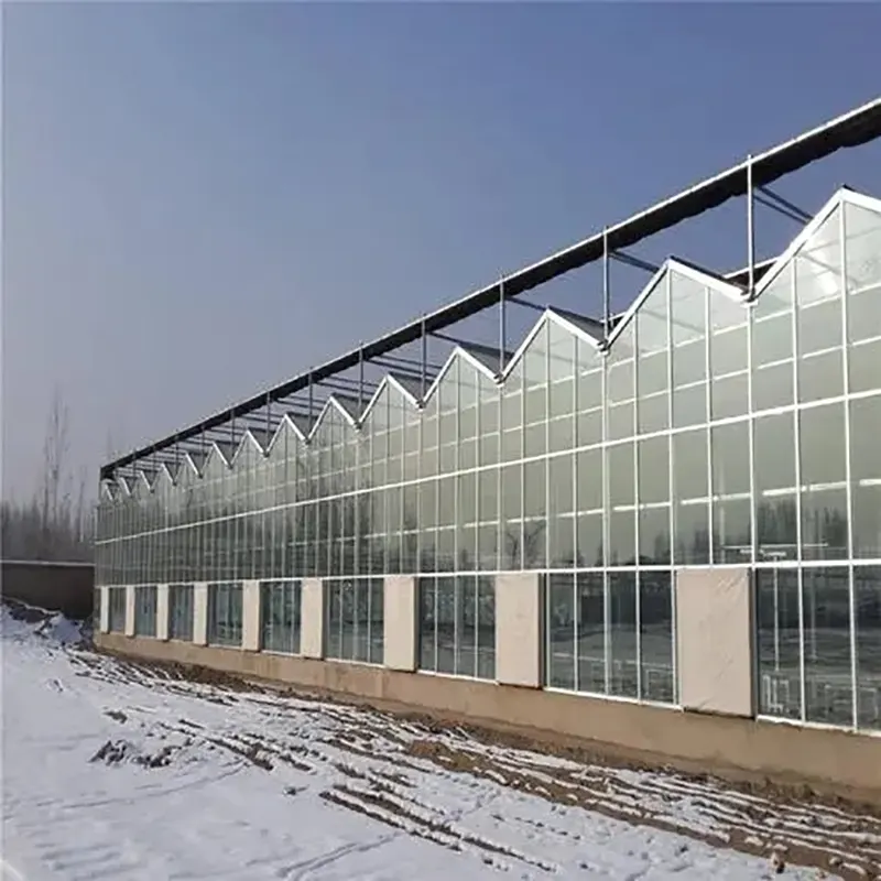 Mehrfeld-Gewächshaus aus einschichtigem Glas