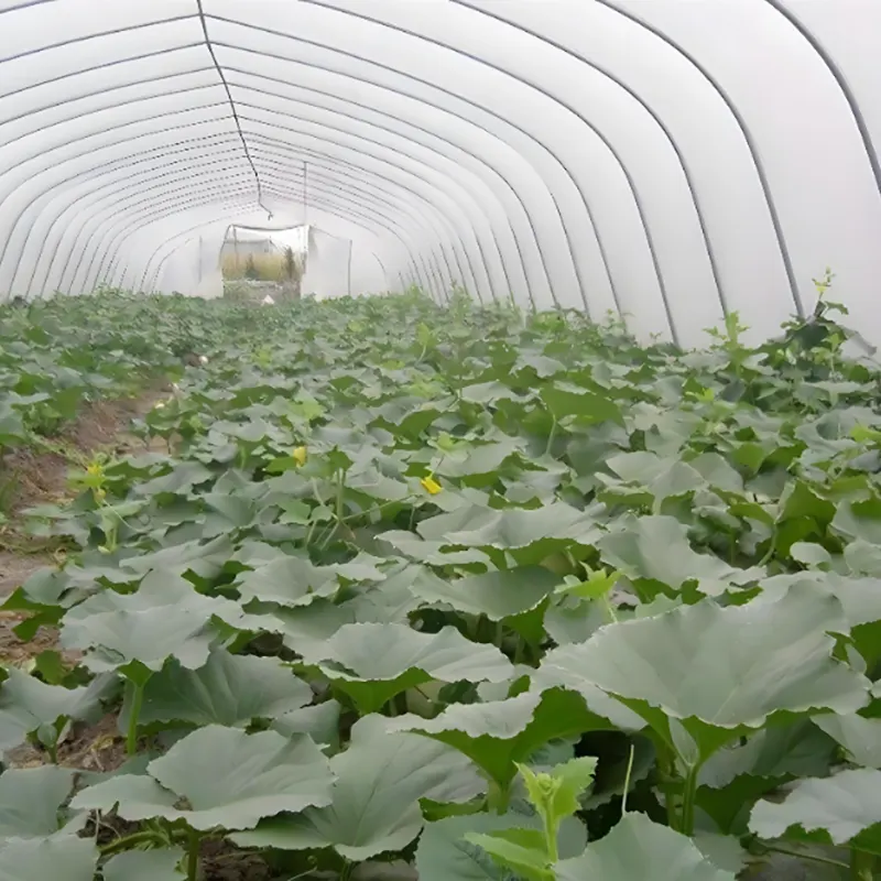 Einfeldriges Wassermelonengewächshaus