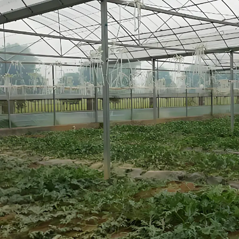 Einfeldiges Gewächshaus für Wassermelonensetzlinge